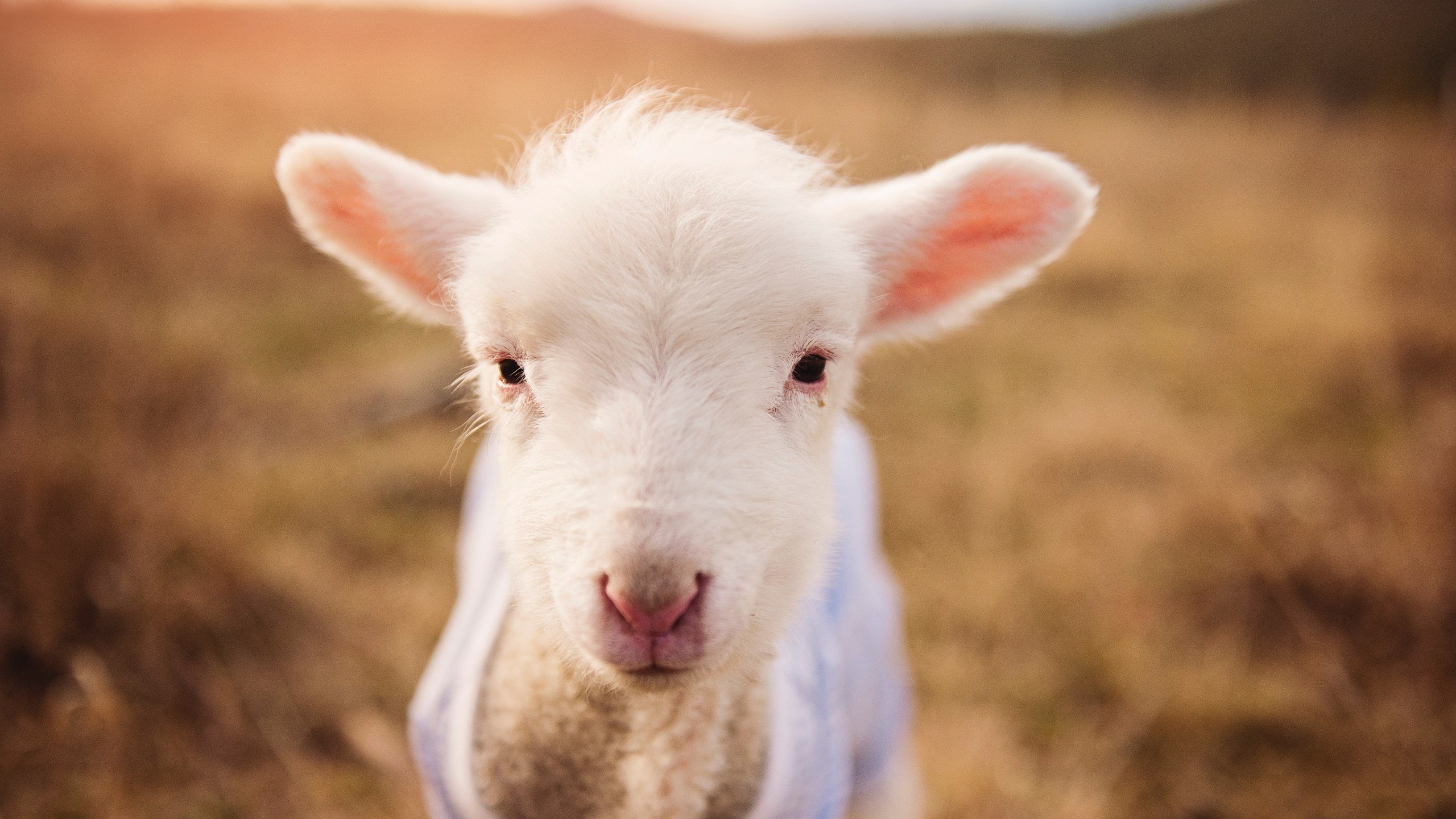 意甲豪门纷纷引援，实力再度提升，意甲七大豪门俱乐部