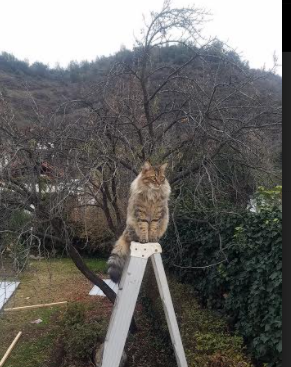 开云全站下载-【传奇再现】老将带领球队追逐冠军，传奇再现 百科